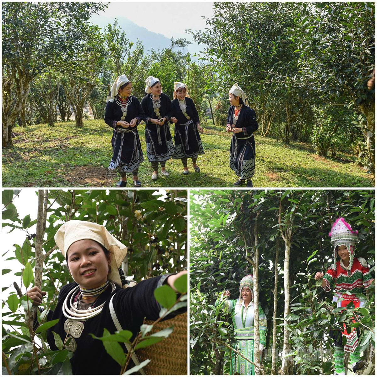 Hong Thai is also renowned for its ancient Shan Tuyet tea, prized for its distinctive flavor and color.