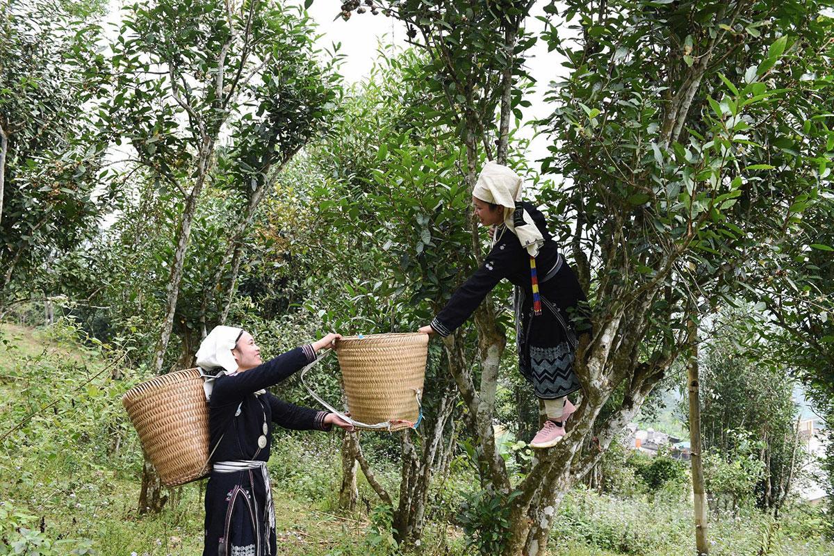In the early morning, Dao Tien women carefully harvest the tea leaves to preserve their finest quality.