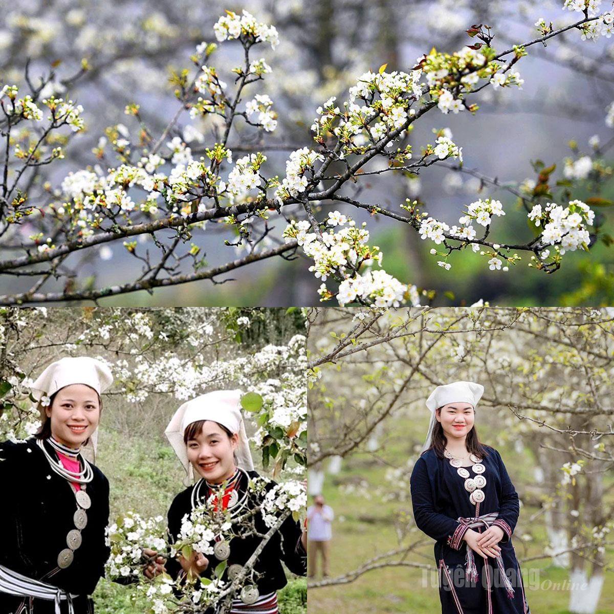 When spring arrives, the commune is blanketed in the pure white blossoms of pear flowers.