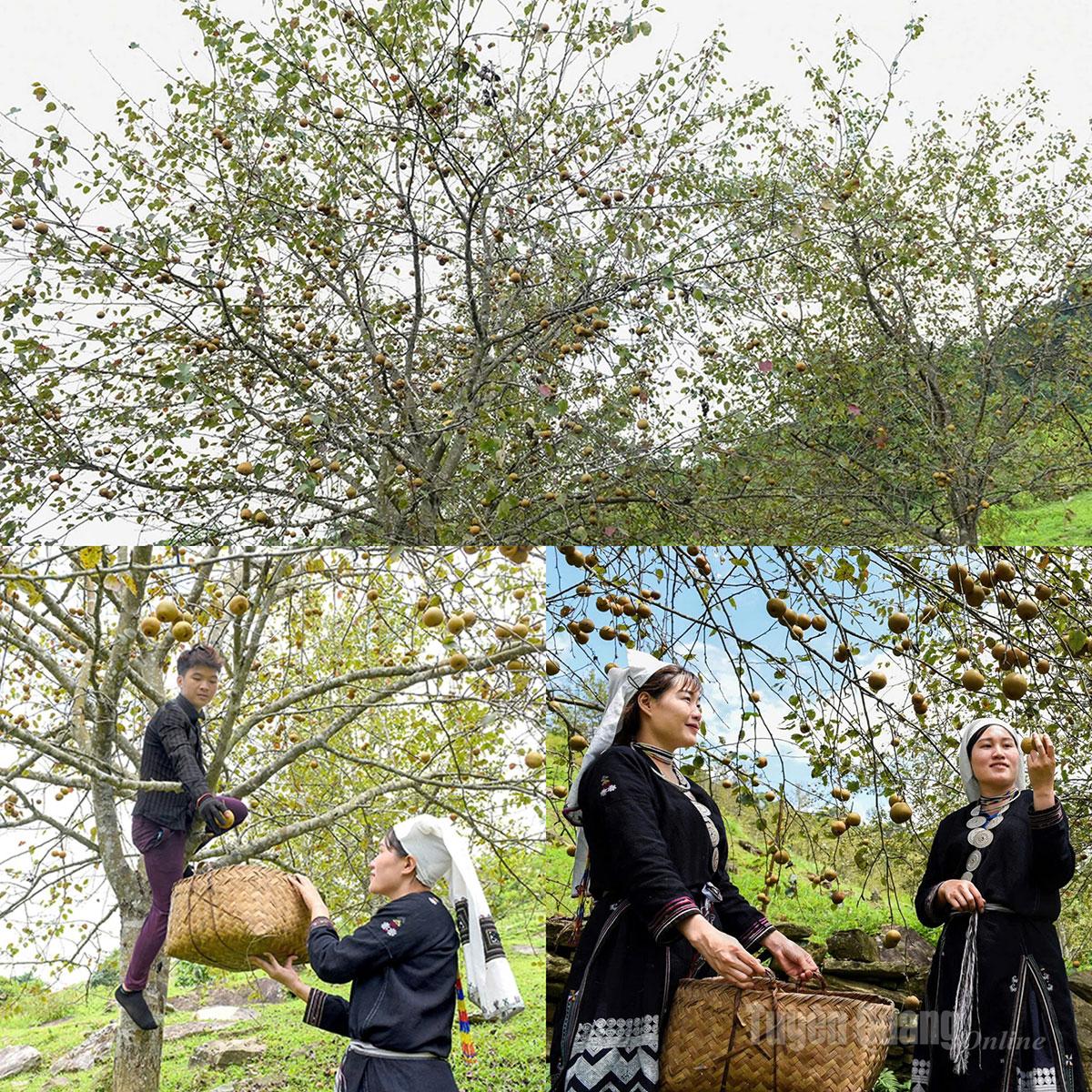 With over 100 hectares of pear orchards, pear fruit has become an OCOP product, generating a stable source of income for local people.