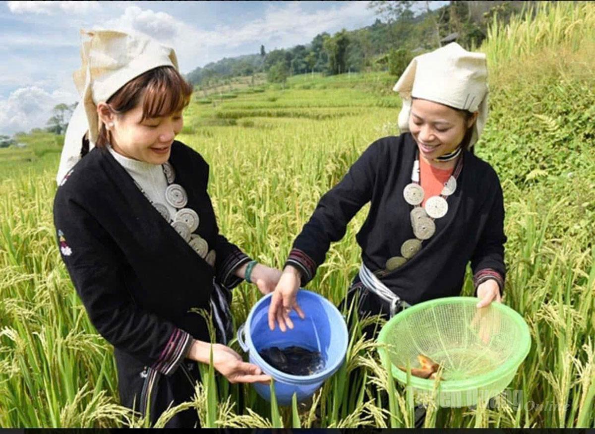 Local people raise carp in the rice terraces during the water-pouring season. Field carp is an indispensable dish in Hong Thai’s cuisine.