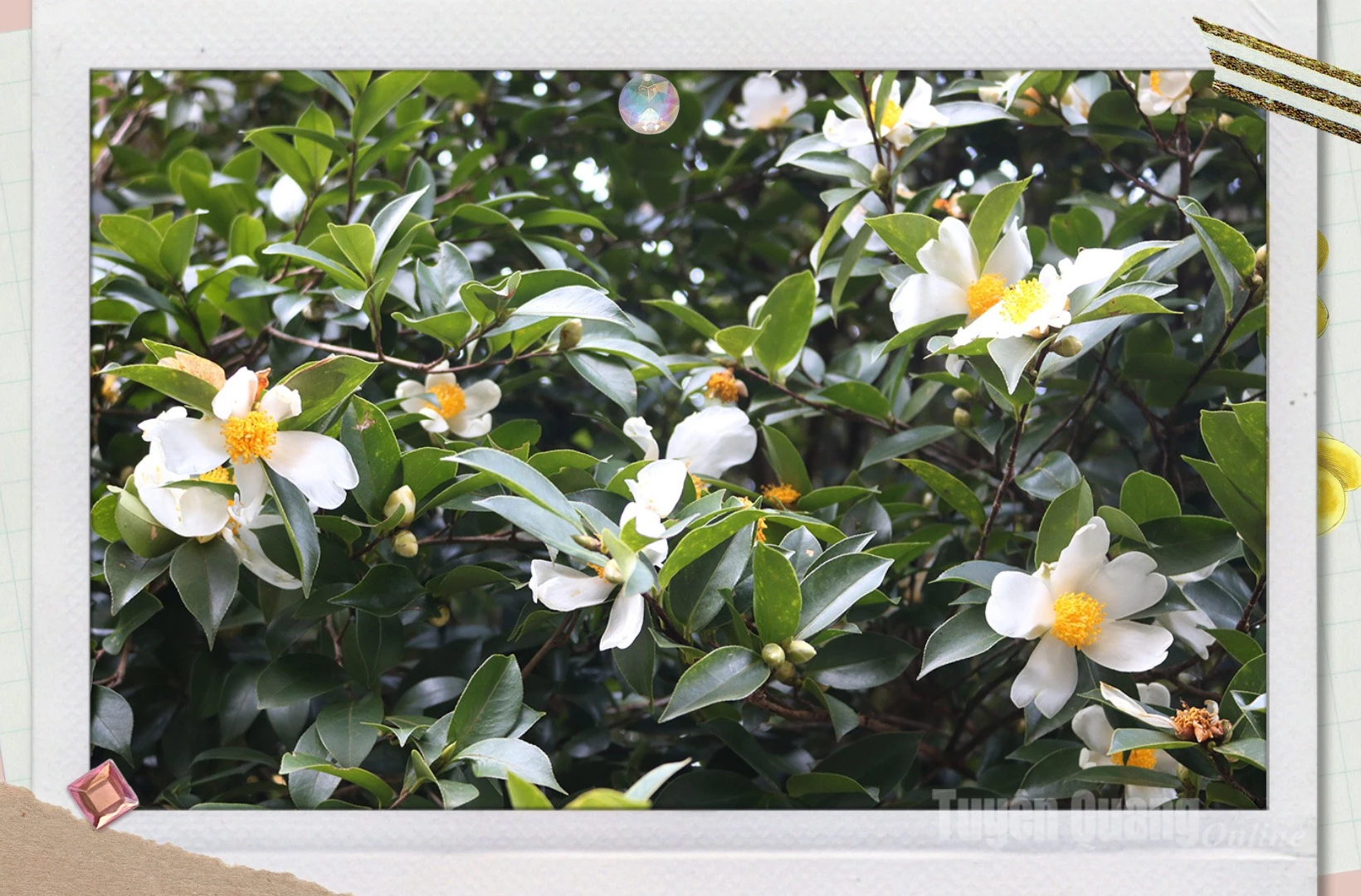 Camellias begin blooming in late October, but reach full bloom in November.