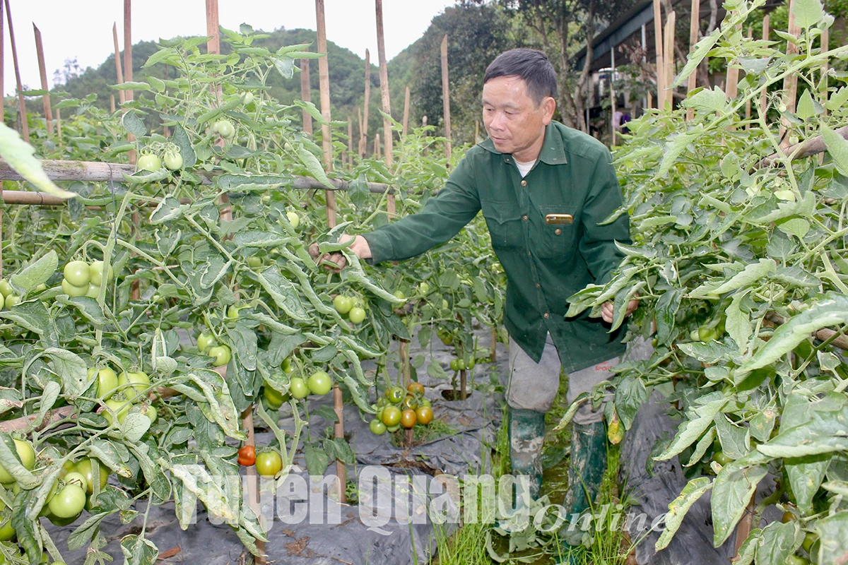 A tomato garden owned by Pham Van Nguyen in Thanh Long Commune (now Thai Son Commune).