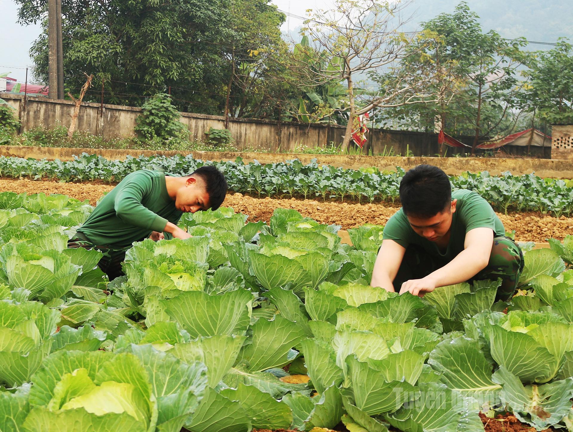 Chăm sóc vườn rau theo hướng chính quy, đảm bảo sự phát triển tốt nhất cho cây trồng.