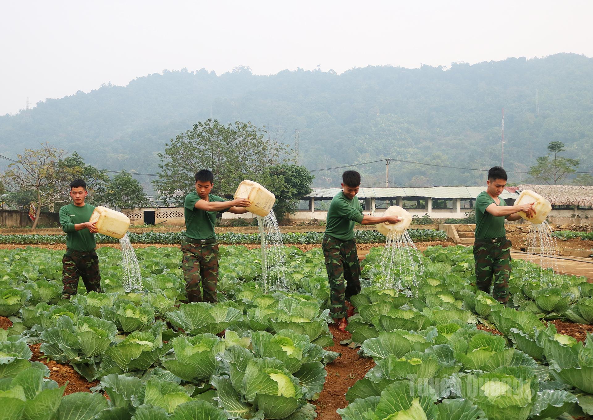Tưới nước đều đặn, cung cấp đủ độ ẩm cho vườn rau.