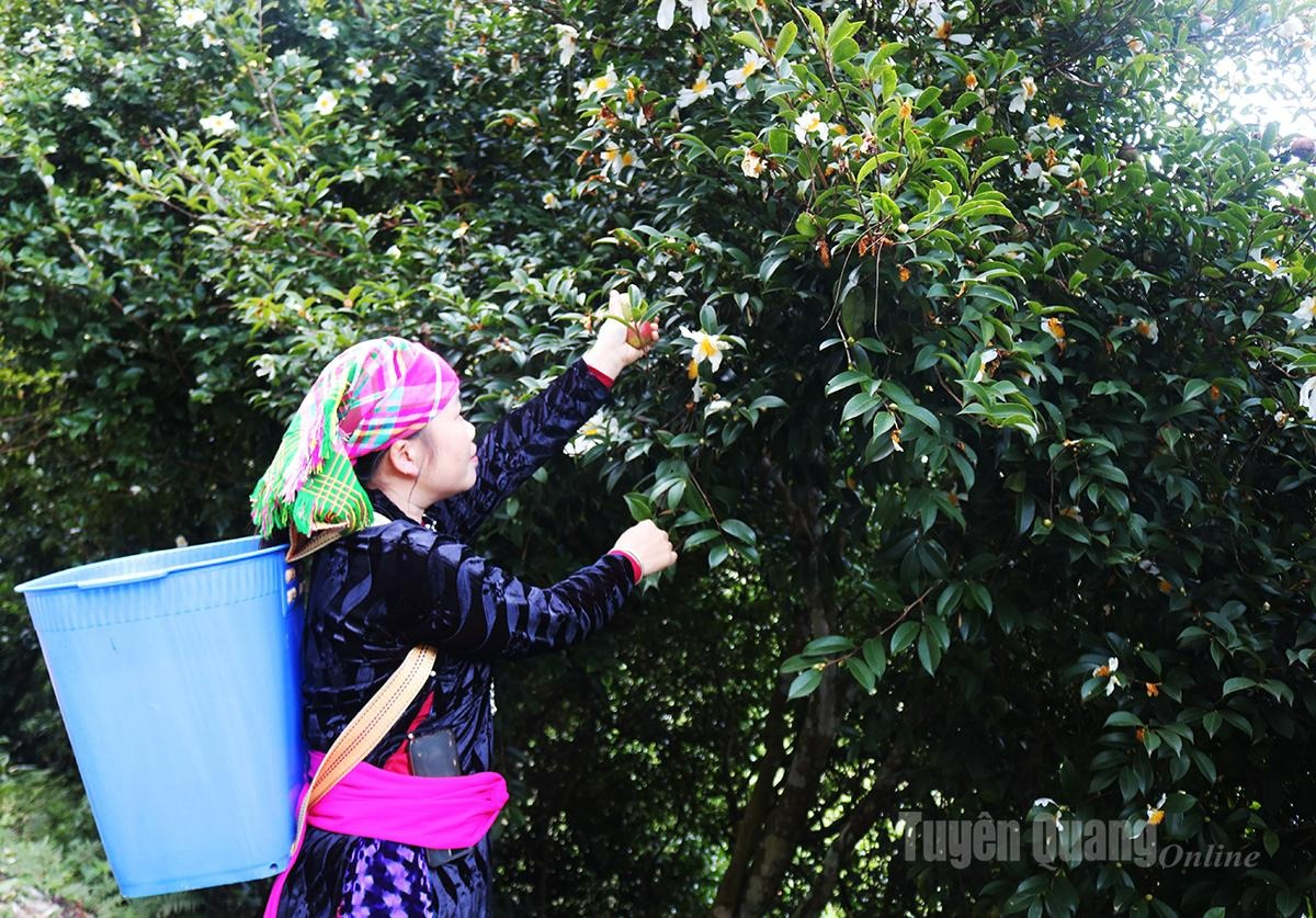 People of Bach Dich harvest camellia fruits.