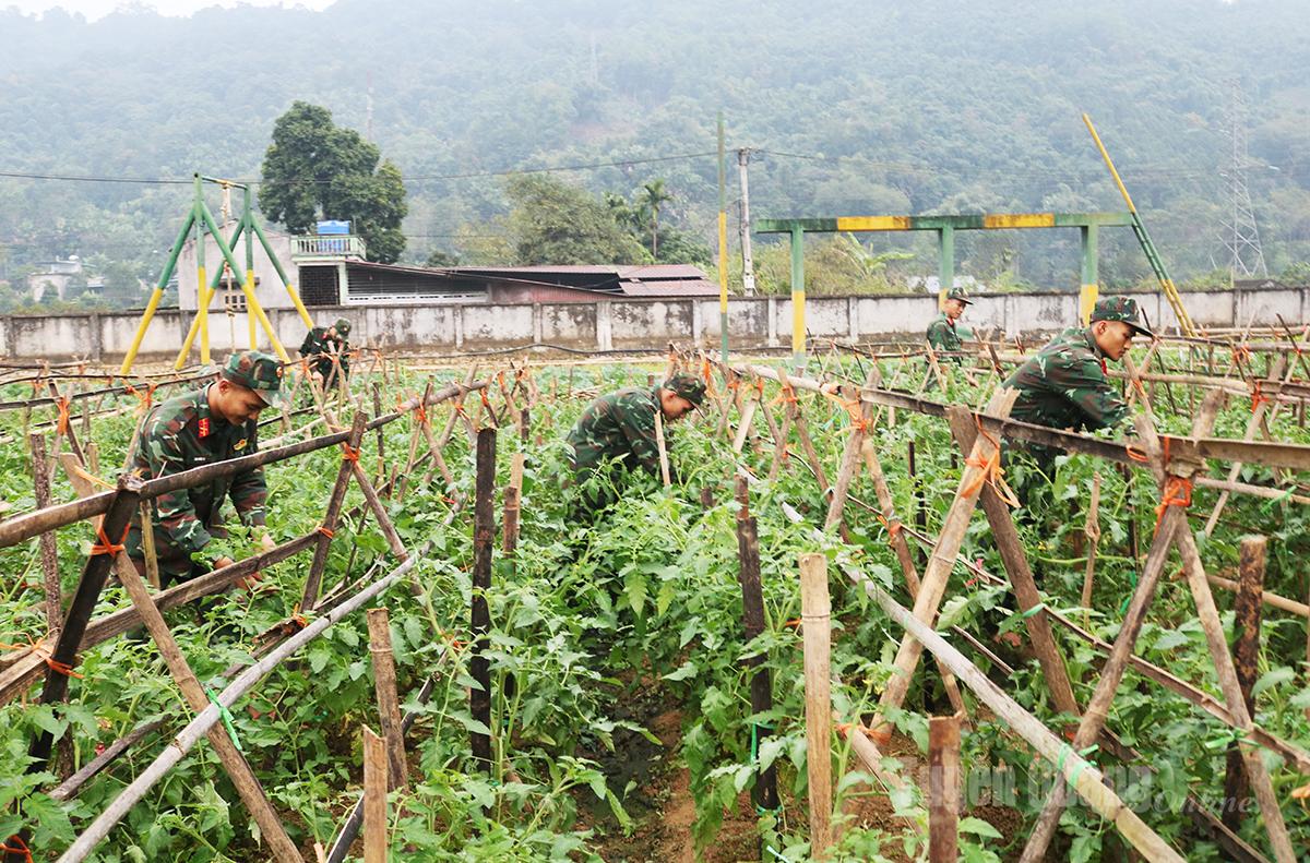 Ngoài rau ăn lá, đơn vị còn trồng các loại cây leo giàn như cà chua để đa dạng hóa nguồn thực phẩm.