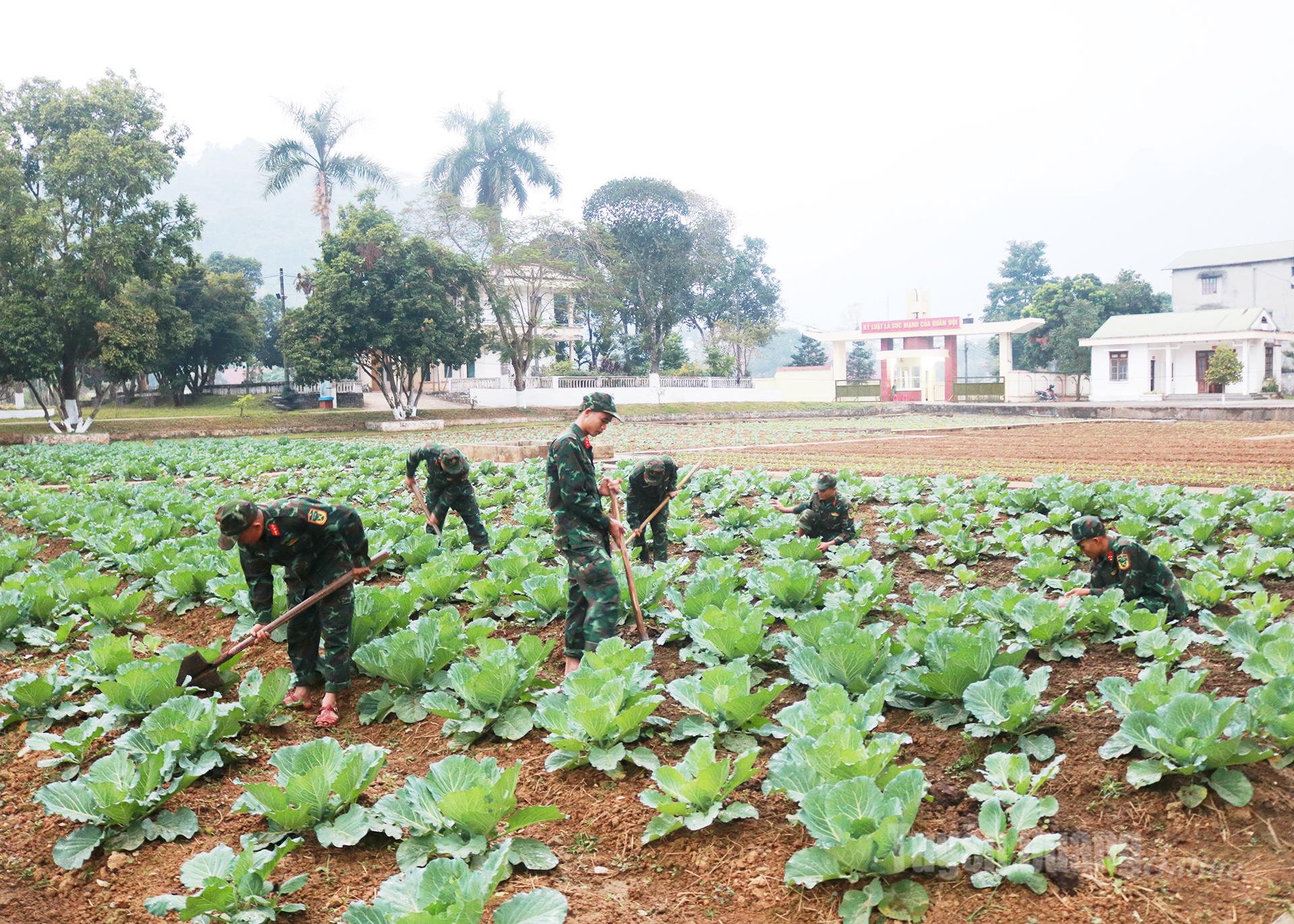 Khu tăng gia sản xuất của Trung đoàn Bộ binh 877 được quy hoạch khoa học, xanh – sạch – đẹp.