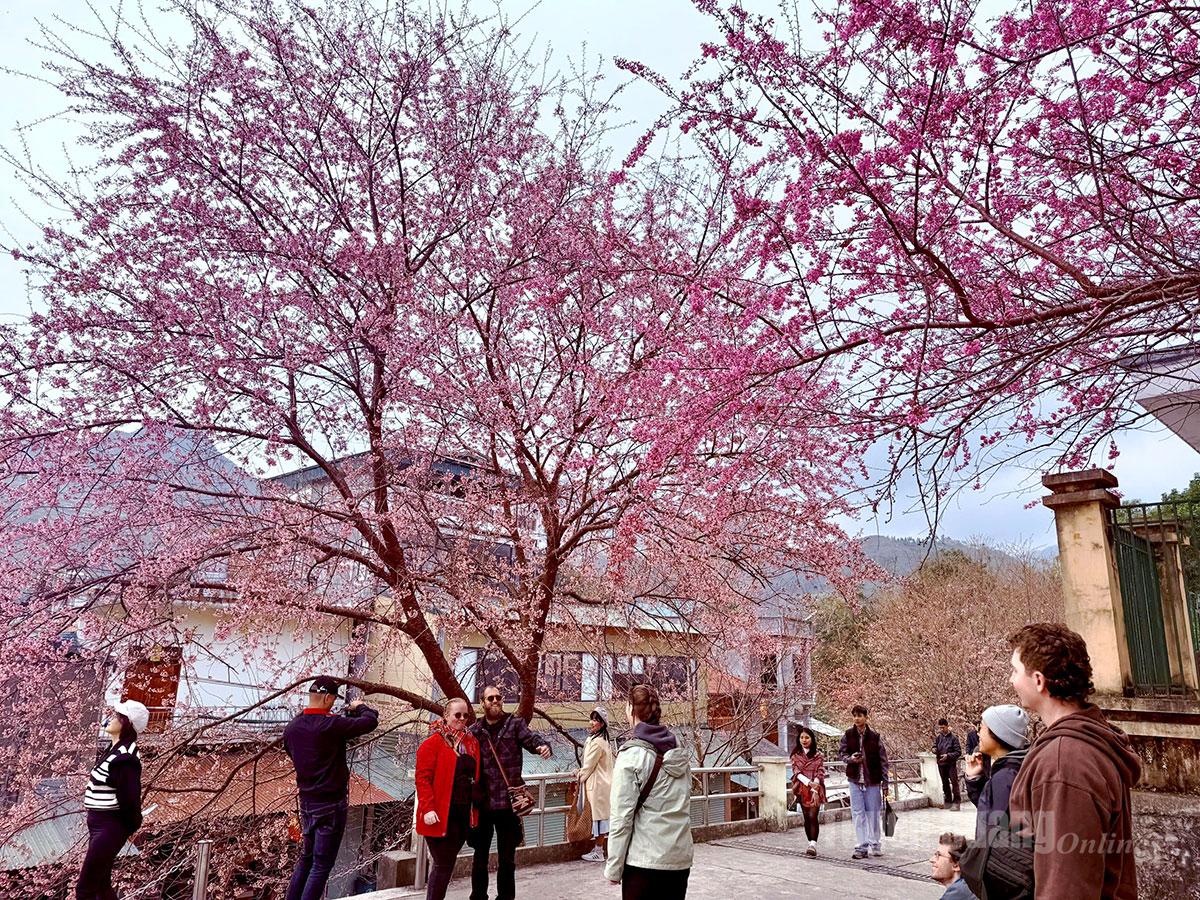 Mai anh dao blossoms in Lung Cu Commune are attracting a large number of visitors.