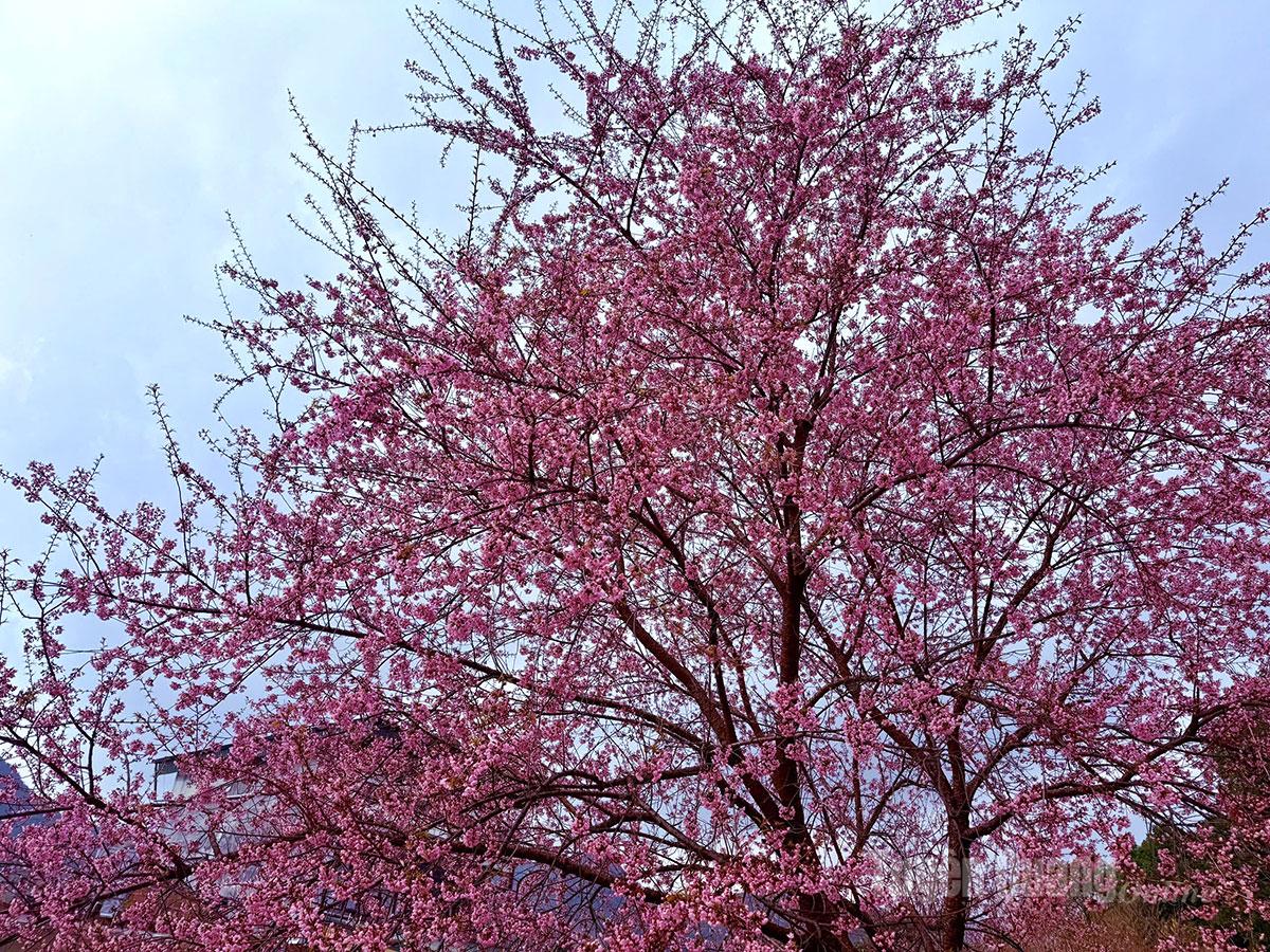 When the flowers bloom simultaneously, Lung Cu enters its most picturesque season.