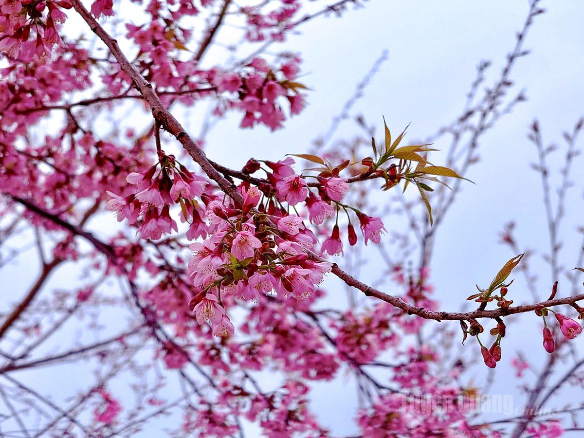 Mai anh dao branches reach out, standing out vividly against the blue sky.