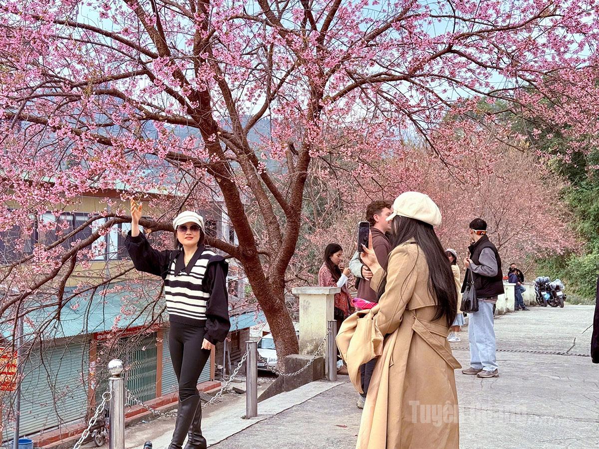 Tourists capture memorable moments amidst the pink blossoms on the Karst Plateau.