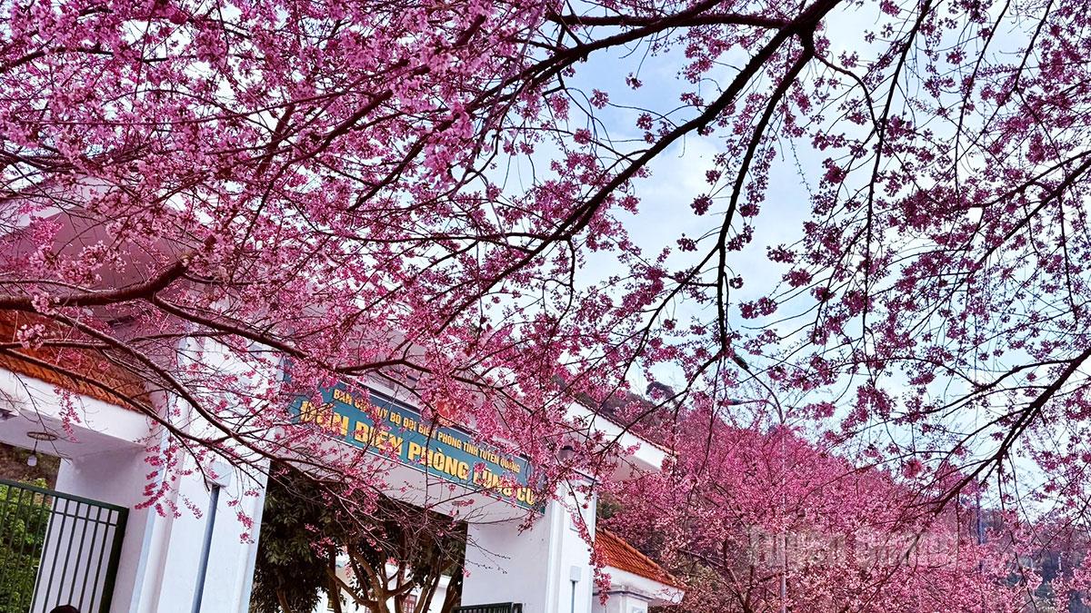 Mai anh dao flowers are also in bloom at the Lung Cu Border Guard Station.