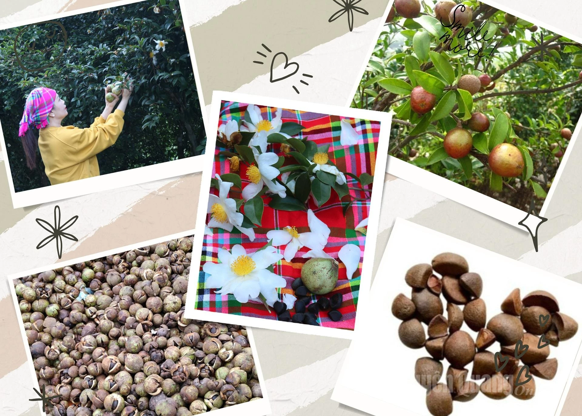 The main product of the camellia tree is its seeds, which are pressed to produce cooking oil or used as raw materials in the cosmetic and pharmaceutical industries.