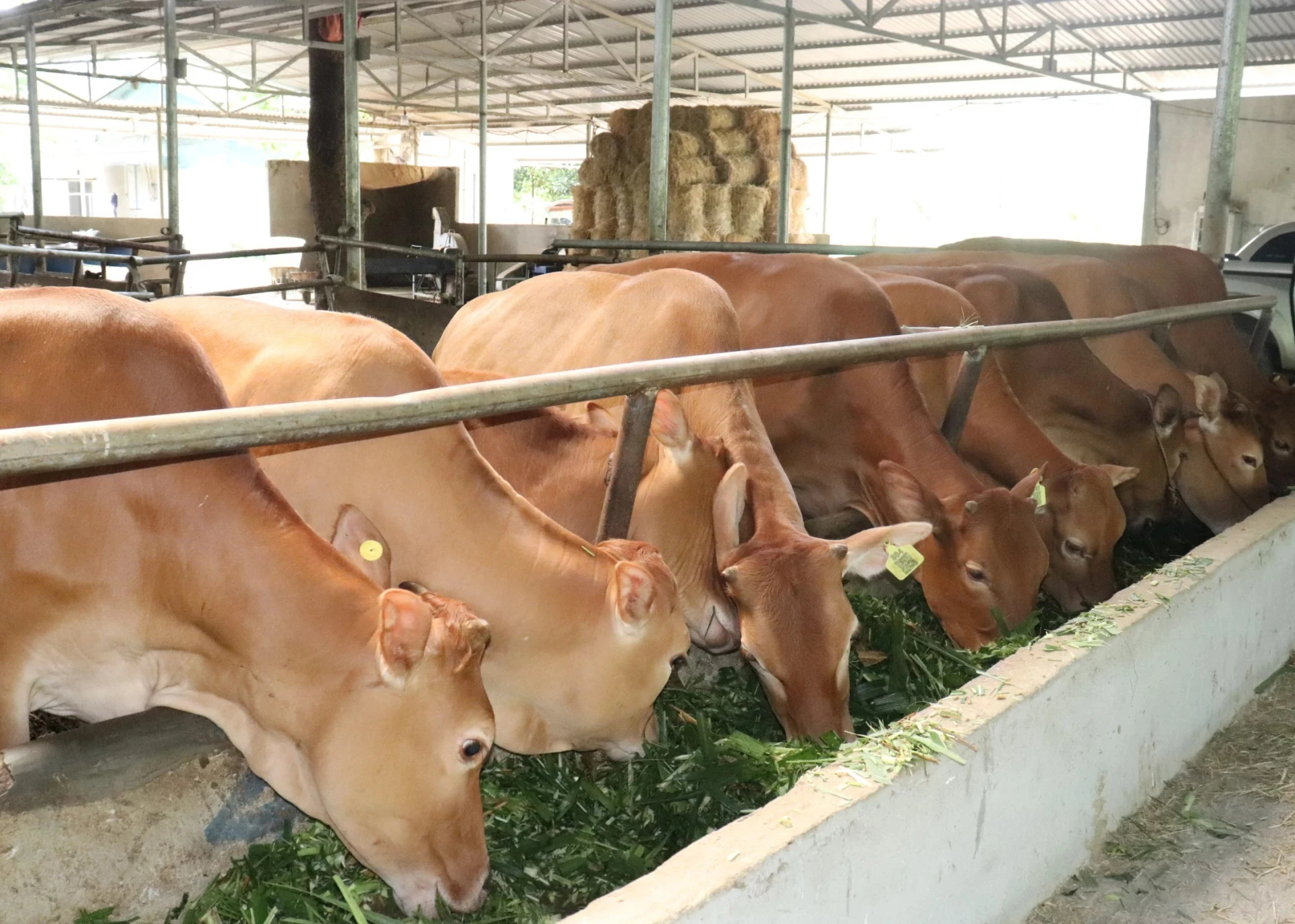 A specialty yellow cattle breed of the Dong Van Karst Plateau region.