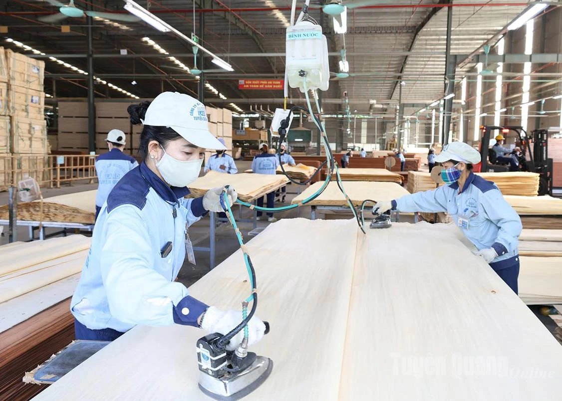 Production of export wood products at Woodsland Tuyen Quang Joint Stock Company.