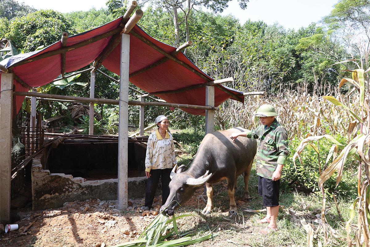 Người dân ở xã Hàm Yên được hỗ trợ trâu sinh sản, nâng cao thu nhập.