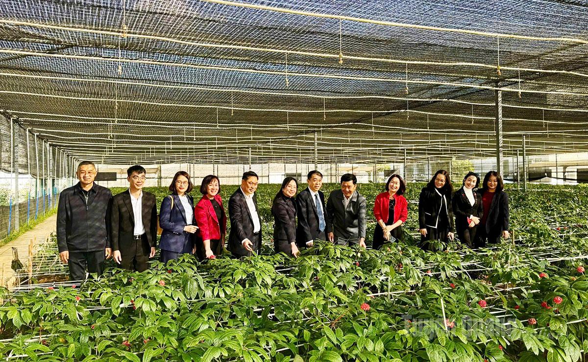 Đoàn tham quan mô hình sản xuất tam thất Công ty TNHH Thất Đan Vân Nam (Trung Quốc).