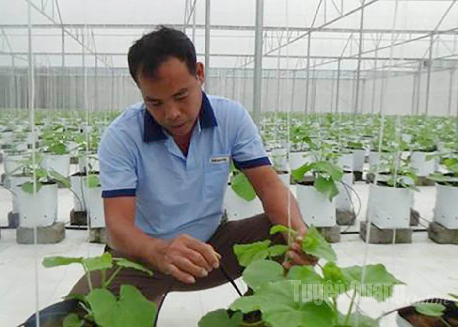 Nguyen Duy Khoa, from Hamlet 8, Yen Phu Commune, has invested in greenhouse facilities to grow specialty melons.