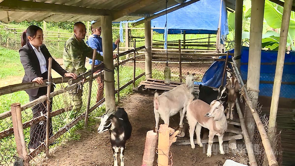 Các mô hình nuôi dê giúp người dân xã Tân An nâng cao thu nhập.