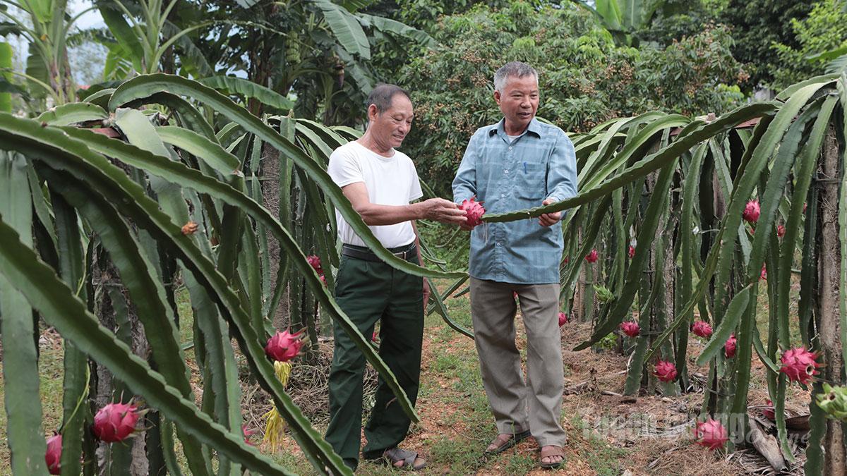 Mô hình trồng thanh long ruột đỏ của người dân xã Sơn Thủy đem lại hiệu quả kinh tế cao.