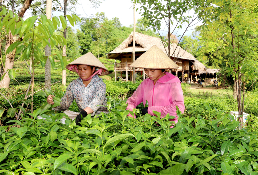 Đầu tư thâm canh giúp người dân thôn Me Hạ nâng cao năng suất, chất lượng chè.  						Ảnh: TƯ LIỆU