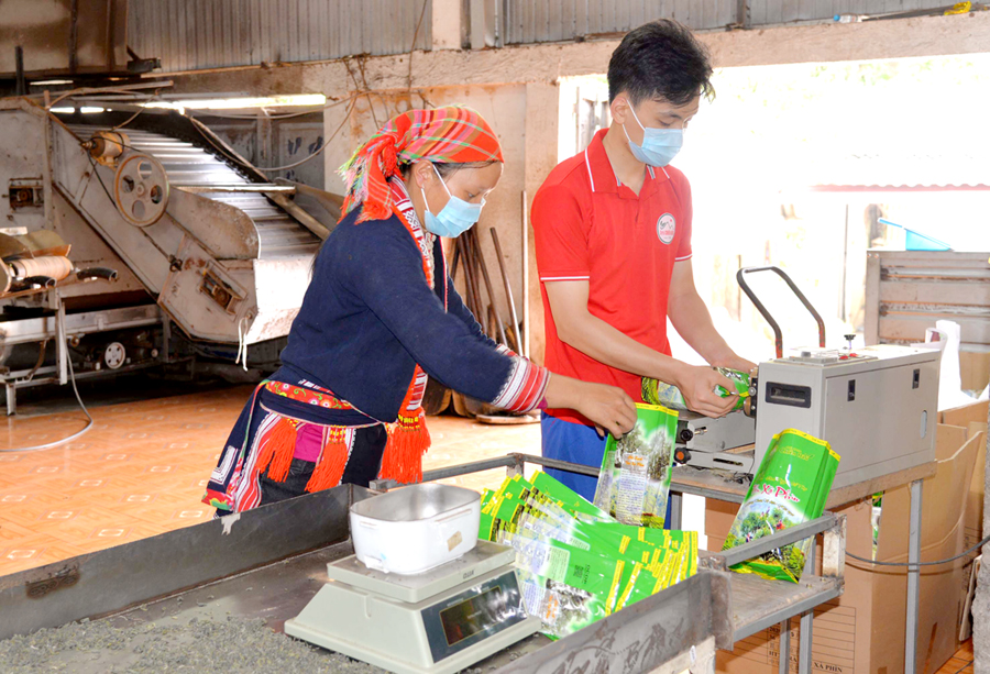 Đóng gói sản phẩm chè tại Hoàng Su Phì.