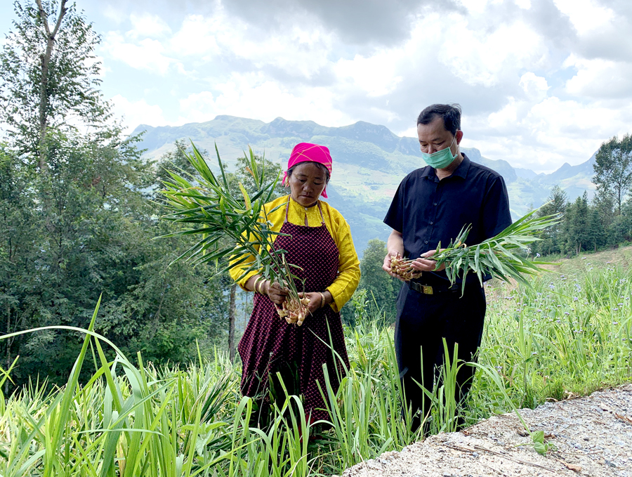 Bà con người Mông xã Má Lé (Đồng Văn) chuyển đổi diện tích đất trồng ngô sang trồng gừng mang lại giá trị kinh tế cao.