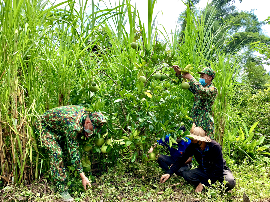 Cán bộ, chiến sỹ Đồn Biên phòng Bạch Đích (Yên Minh) giúp đỡ gia đình bà Lý Thị Giòng, thôn Lùng Vái, xã Na Khê cải tạo vườn tạp.           Ảnh: NG.PHƯƠNG