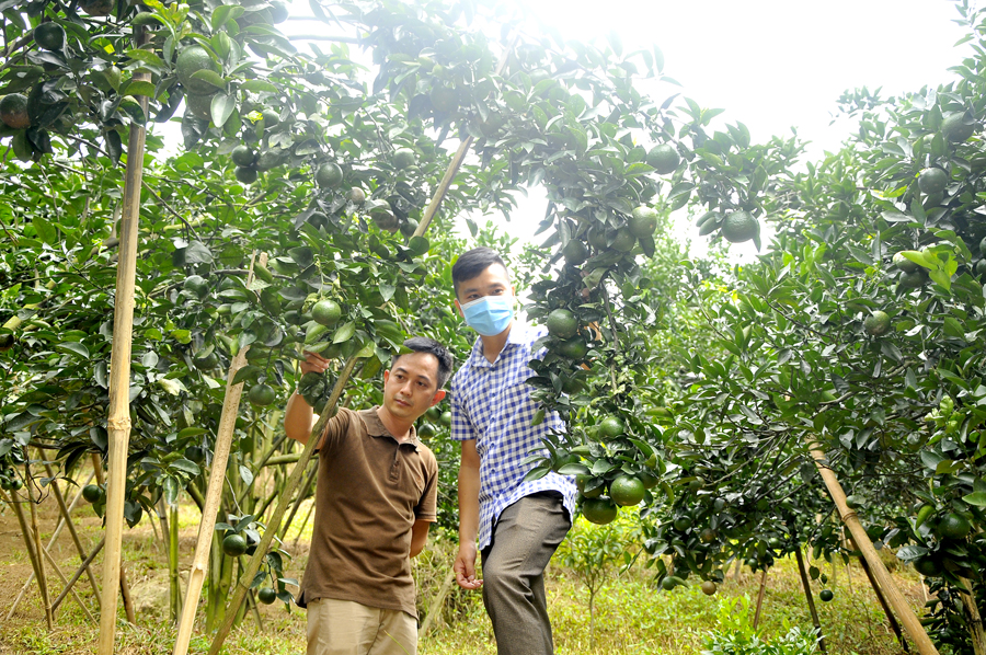 Vườn cam Sành của gia đình anh Nguyễn Văn Quý, thôn Vĩnh Thành, xã Vĩnh Hảo (Bắc Quang).