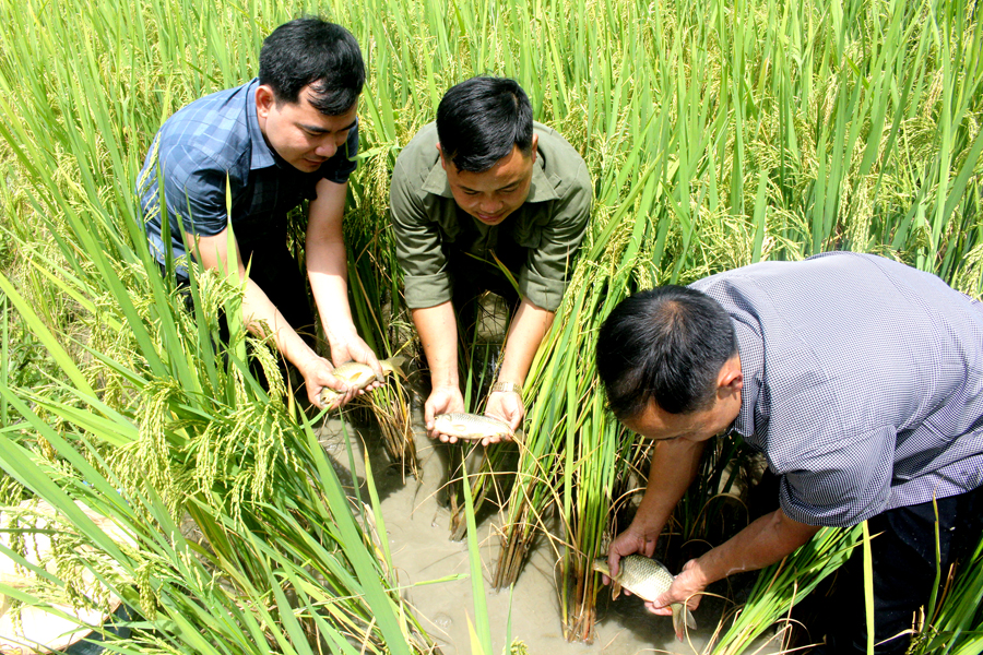 Trải nghiệm bắt cá Chép trên những thửa ruộng bậc thang ở Tả Sử Choóng.