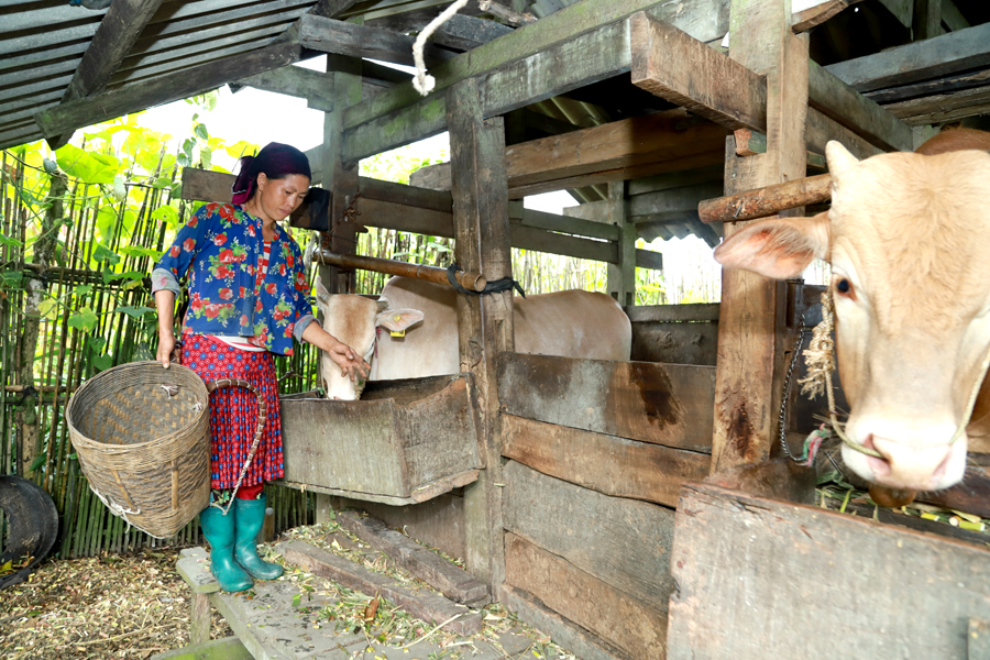 Người dân Đường Thượng phát triển chăn nuôi đại gia súc.