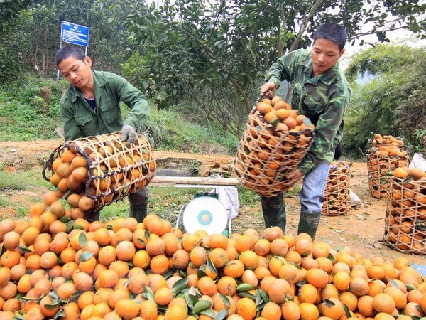 Hà Giang xác định lấy chất lượng làm tiêu chí hàng đầu để bảo vệ, đánh giá và phát triển thương hiệu của cam