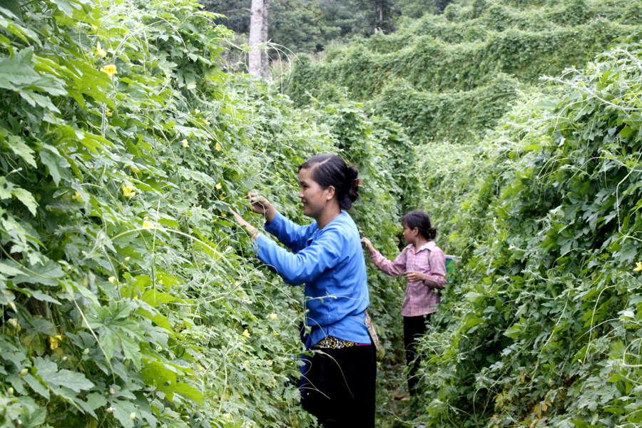 Trồng Mướp đắng rừng giúp người dân thôn Nàn Lũng có thu nhập ổn định.