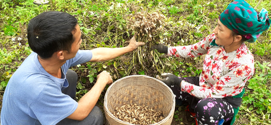 Người dân thôn Sảng Pả 2 thu hoạch lạc.