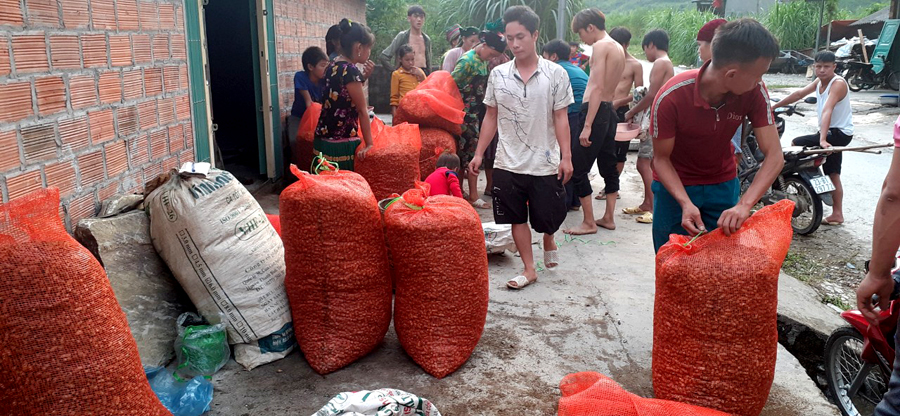 Thương lái mua lạc cho người dân.