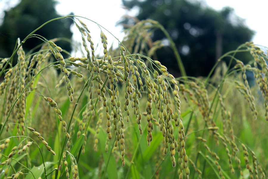 Những bông lúa nếp trĩu hạt đã đến vụ thu hoạch để làm cốm