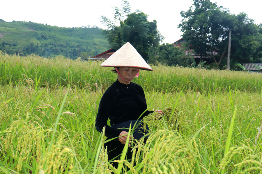 Bà Lệnh Thị Xanh, thôn Mịch B, xã Thuận Hòa, người có nhiều năm làm cốm cho biết: Lúa nếp ở đây làm cốm là lúa địa phương được lưu giống từ mùa này đến mùa khác, giống lúa này làm cốm mới ngon, dẻo và thơm, mặc dù năng xuất không cao như lúa nếp lai bây giờ.