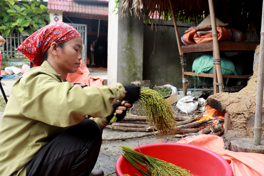 Người làm cốm phải chọn bông lúa to, mẩy hạt nhất