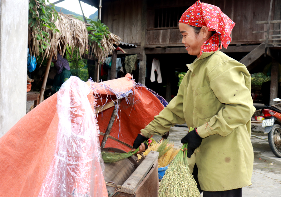 Sau khi sấy xong bắt đầu tuốt để tách hạt