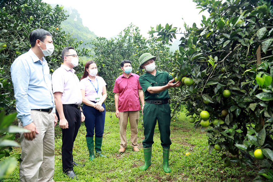 Vườn cam của gia đình ông Lê Văn Hà, thôn Vĩnh Xuân xã Vĩnh Phúc (Bắc Quang) có thêm động lực phát triển từ vốn vay tín dụng chính sách.
