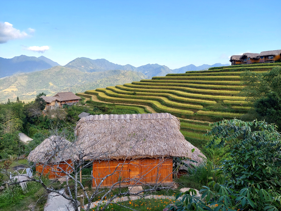 Mùa lúa chín ở Làng Văn hóa du lịch cộng đồng Nậm Hồng, xã Thông Nguyên (Hoàng Su Phì).