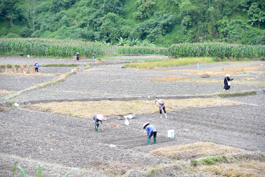 Bà con nông dân xã Phương Độ (thành phố Hà Giang) gieo trồng cây vụ Đông.