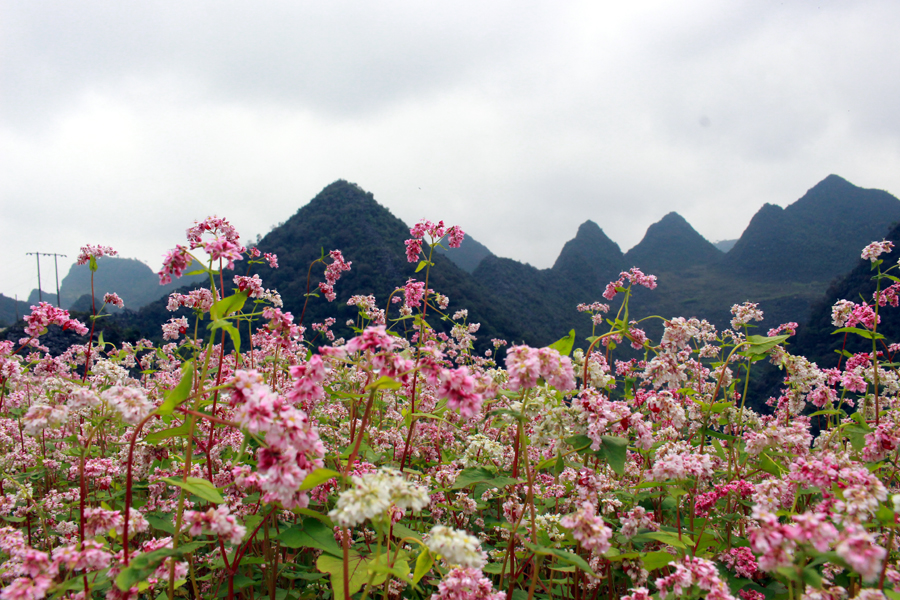 Những bông Tam giác mạch lung linh trong sương sớm Cao nguyên