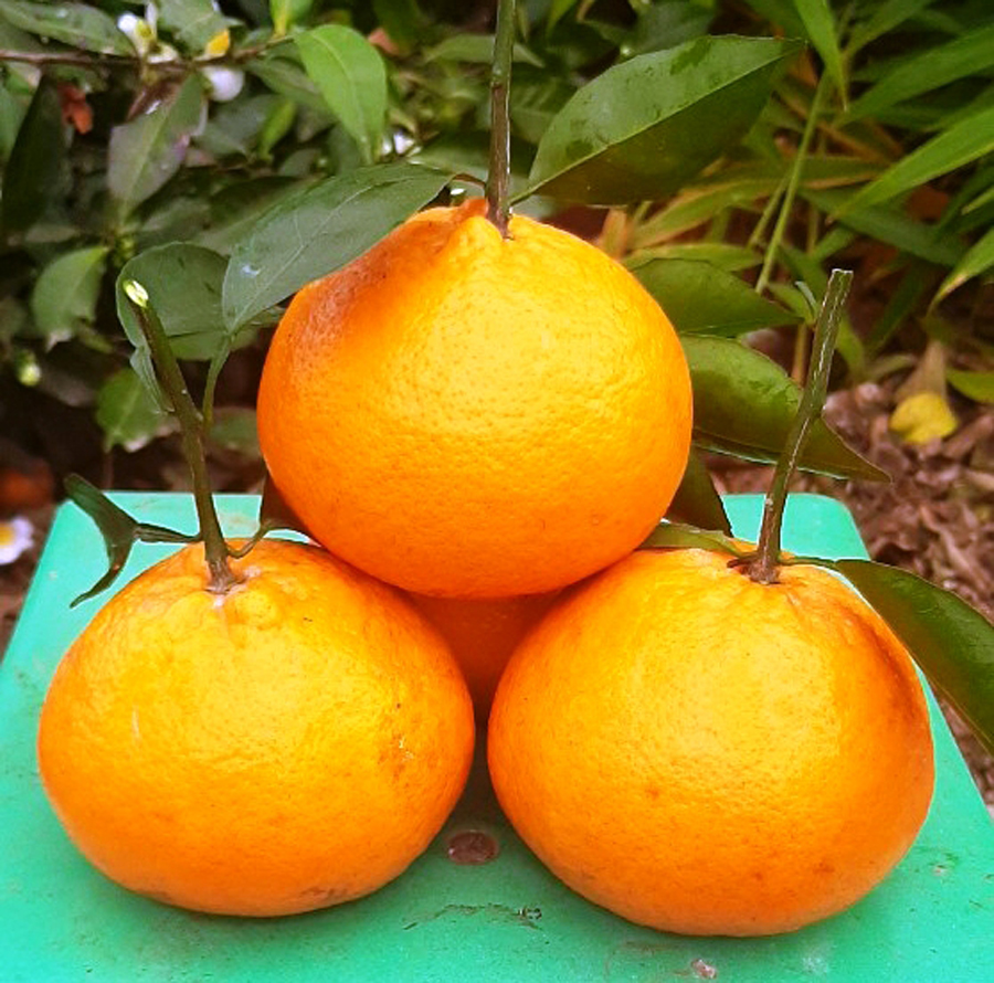 Quýt Bộp có trọng lượng lên đến 400g/quả, chất lượng thơm ngon, màu sắc bắt mắt, chín vào dịp Tết Nguyên đán (Ảnh: Tiến Cường).