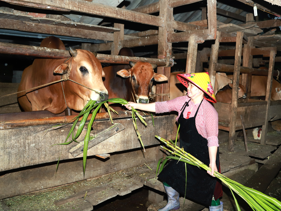“Đầu cơ nghiệp” của gia đình anh Mua Mí Phứ, thôn Sảng Pả 2, xã Đường Thượng (Yên Minh).