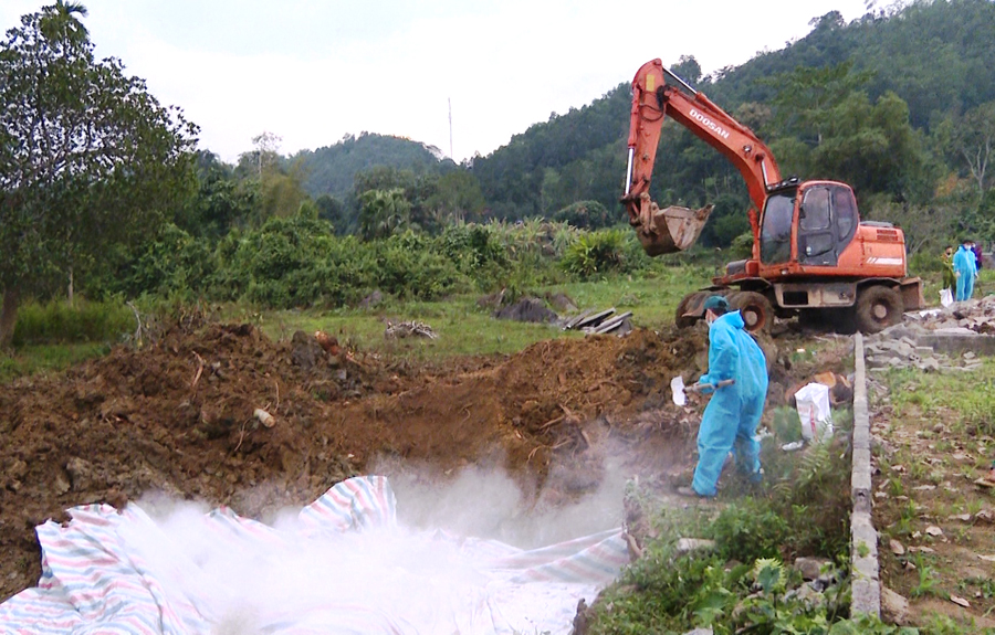 Lực lượng chức năng tiêu hủy số lợn không có giấy kiểm dịch.