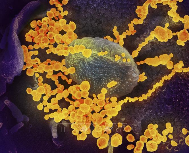 Đường dây cung cấp virus SARS-CoV-2 cho các đối tượng muốn tự lây nhiễm COVID-19 để có giấy chứng nhận phục hồi. 