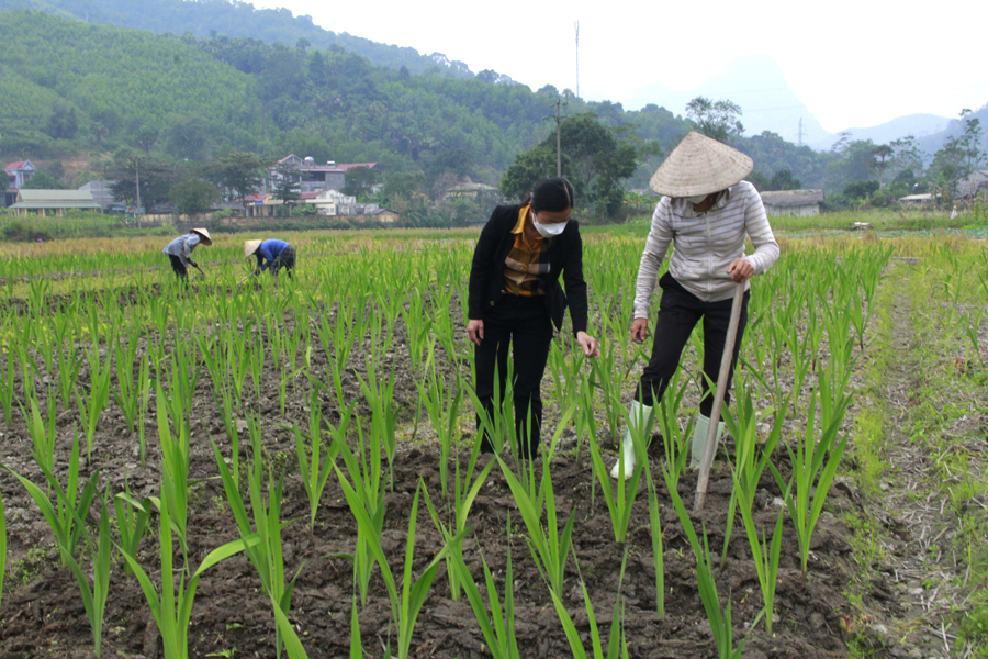 Cán bộ Hội Phụ nữ xã Đạo Đức hướng dẫn hội viên chăm sóc hoa chuẩn bị phục vụ Tết.