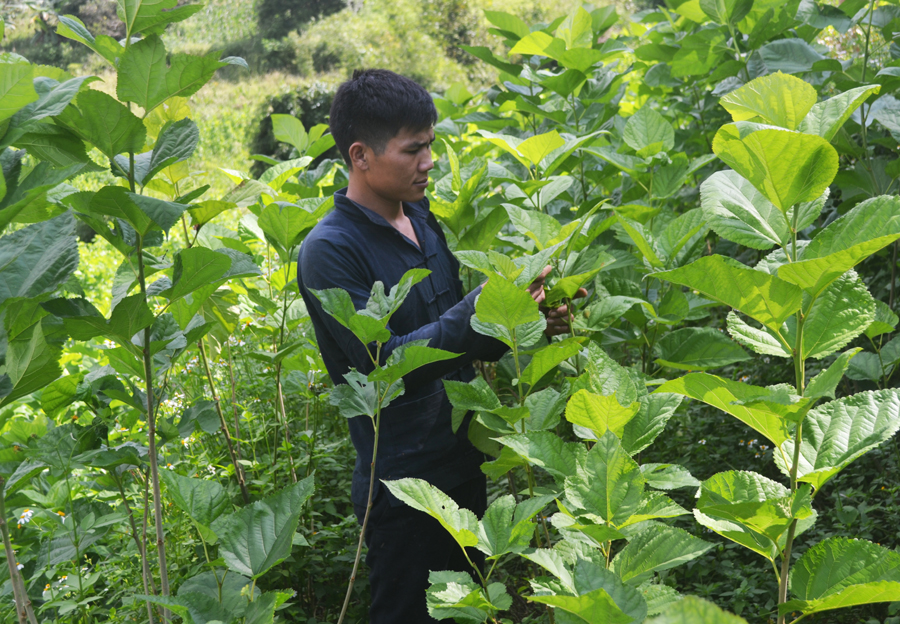 Thực hiện mô hình trồng dâu nuôi tằm đã giúp anh Vàng A Tờ, thôn Nà Tằm, xã Nậm Ban (Mèo Vạc) vươn lên thoát nghèo.